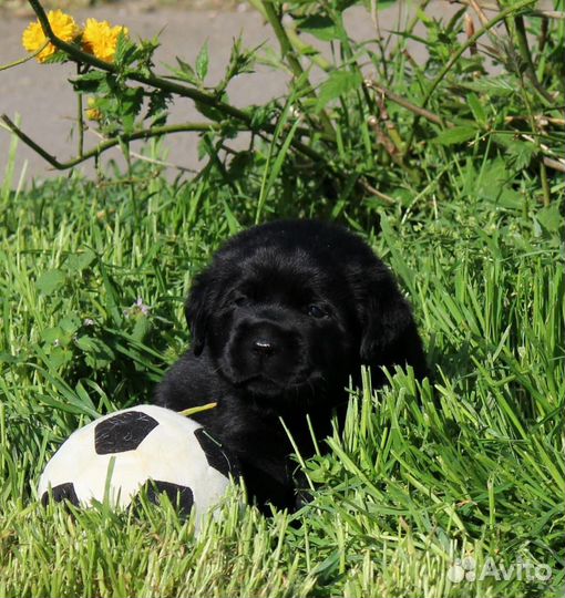 Лабрадор, черныши мальчик и девочка