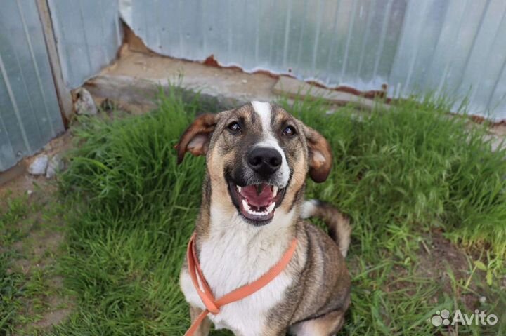 Собака в добрые руки из приюта