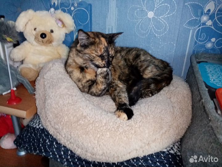 Фрося, стерилизована, привита