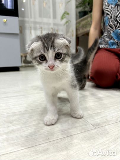 Шотландская кошка