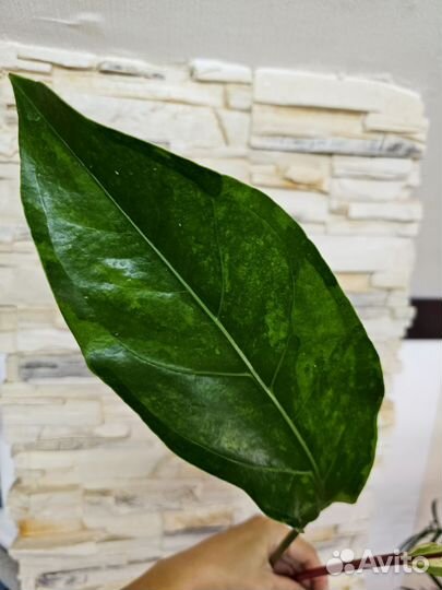 Филодендрон Melinonii Mosaic, антуриум