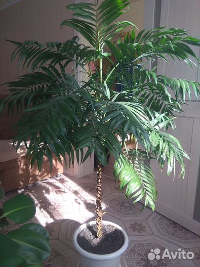 Хамедориус и Драцена