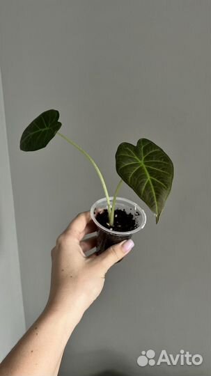 Алоказия регал шилдс