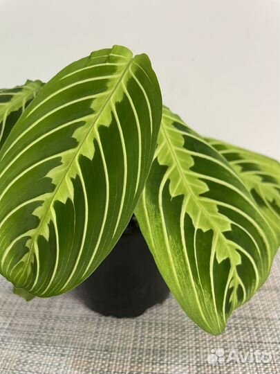 Маранта Лимон лайм (Lemon lime), Триколор