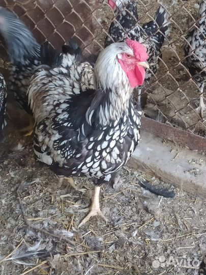 Семья кур виандот 3+1