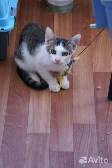 Котёнок крысолов