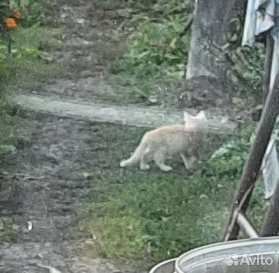 Котята