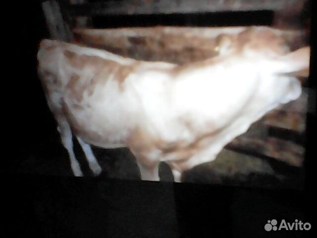 Телята бычки