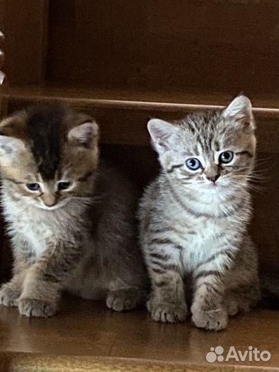 Котенок девочка - игривая непоседа