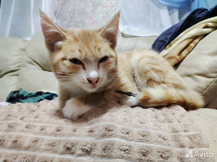 Котенок в добрые руки