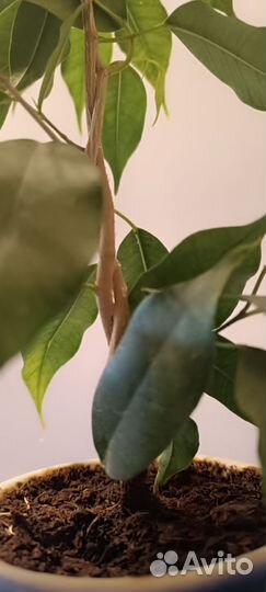 Фикус бенджамина плетеный