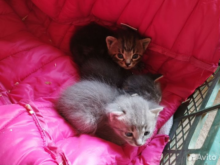 Котята в добрые руки бесплатно