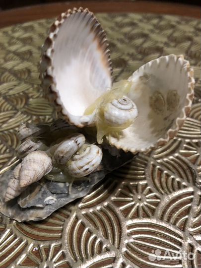 Изделия из ракушек