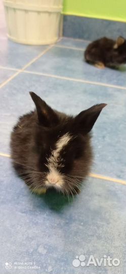 Декоративные карликовые кролики