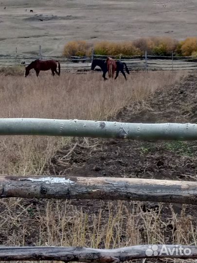 Продам каней