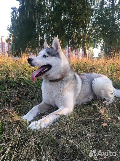 Хаски вязка