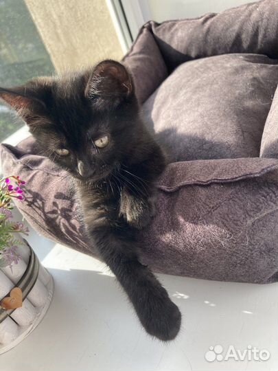 Милый котенок в добрые руки