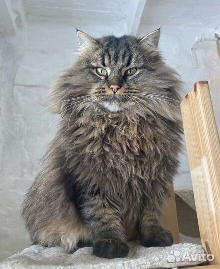 Кот в добрые руки