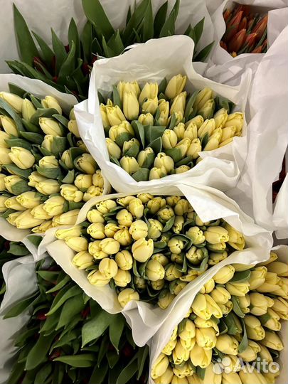 Цветы, Розы, Хризантема, Гипсофила, доставка