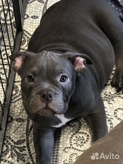 Американский булли щенки