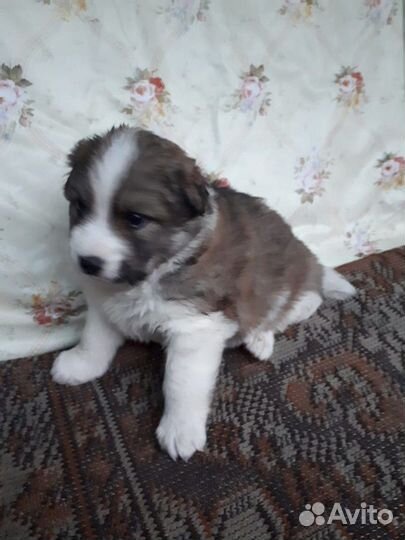 Щеночки дворняжки в дар