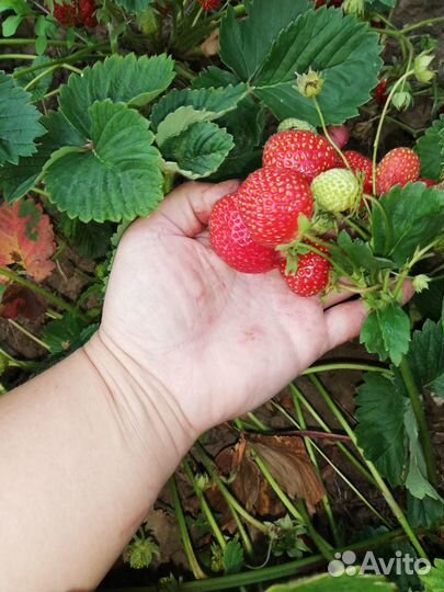 Рассада клубники усы