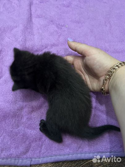 Британский котенок девочка