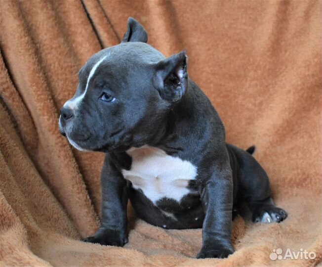 Щенки американский булли покет