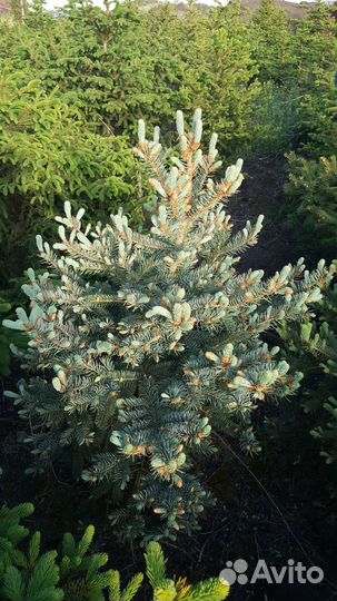 Саженцы хвойных растений