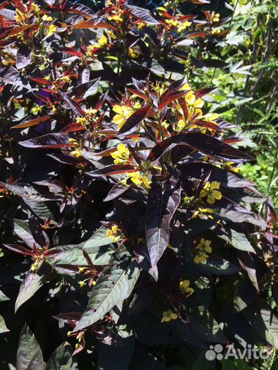 Вербейник реснитчатый Файкрекер