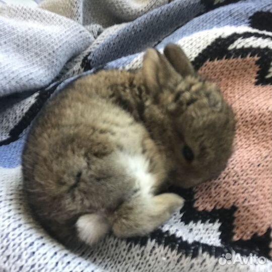 Декоративные крольчата