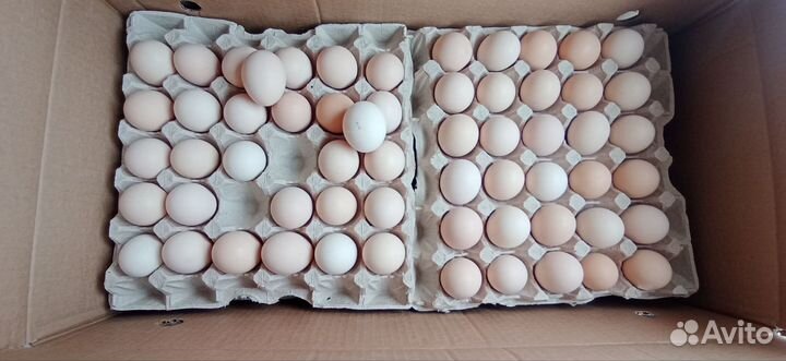 Яйцо куриное оптом