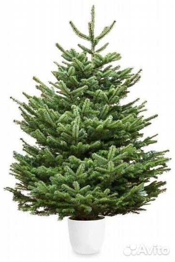 Живая сосна 1-3,5м