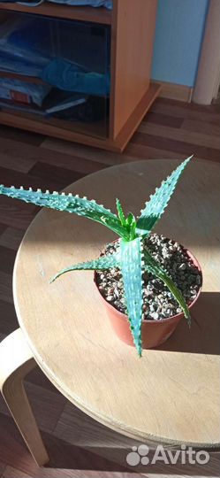 Суккуленты Эониумы, алоэ, хавортии