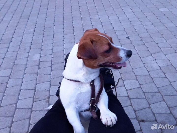 Джек рассел вязка