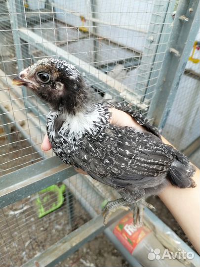 Цыплята Сибрайт, Амераукана