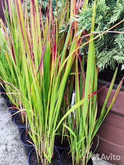 Императа Red Baron