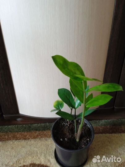 Замиокулькас