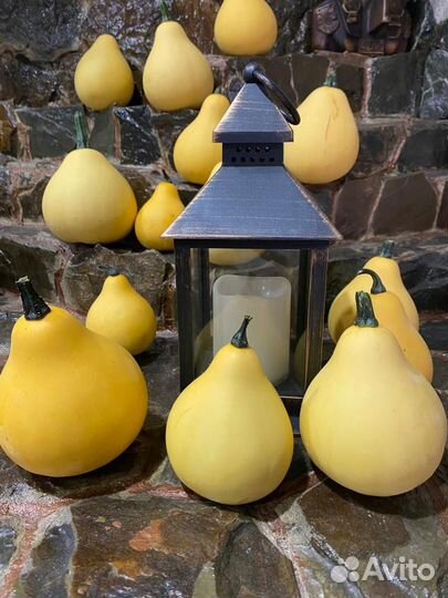 Тыква декоративная