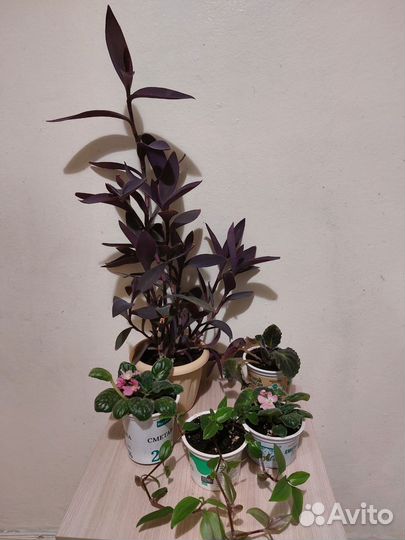 Комнатные растения Бесплатно