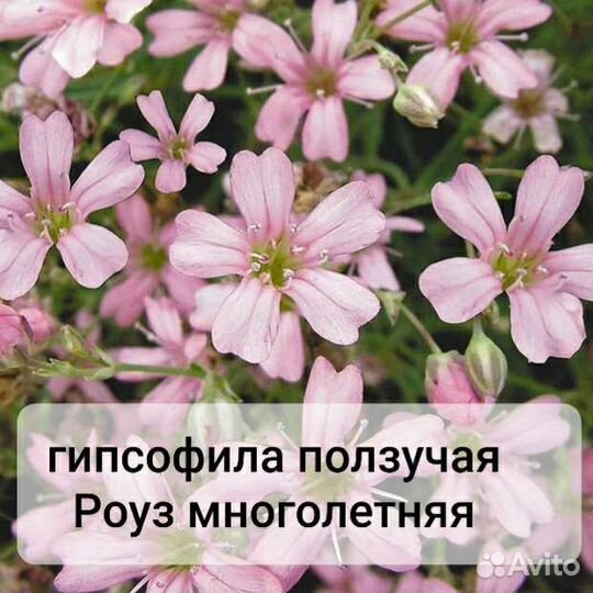 Гипсофила многолетняя для альпийской горки