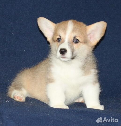 Продаю Вельш Корги Пемброк