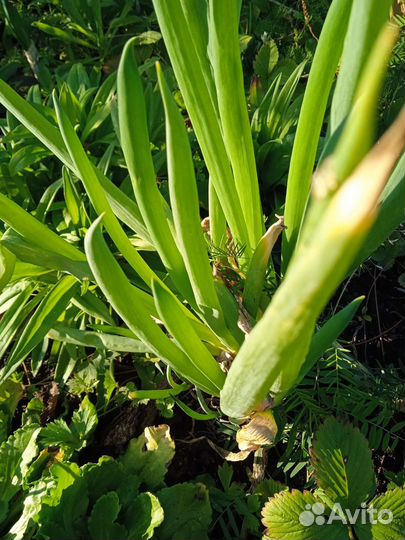 Рассада и саженцы