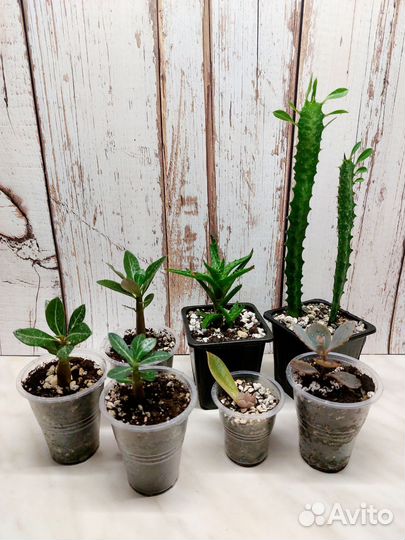 Суккуленты