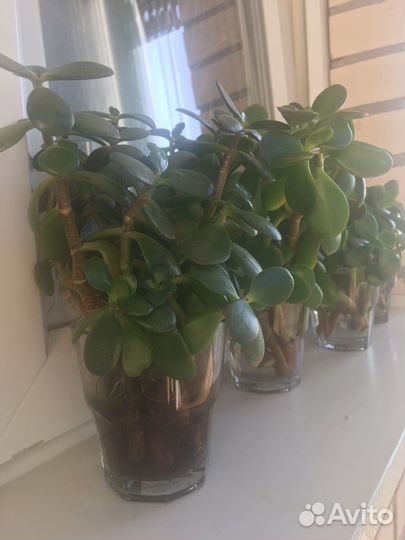 Толстянка/денежное дерево