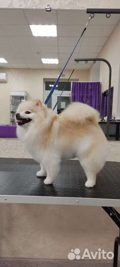 Профессиональный груминг шпицев