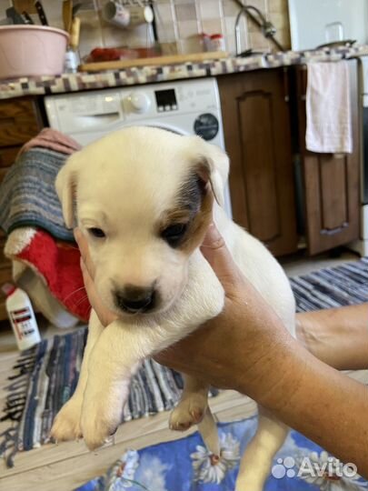 Щенки джек Рассел терьер