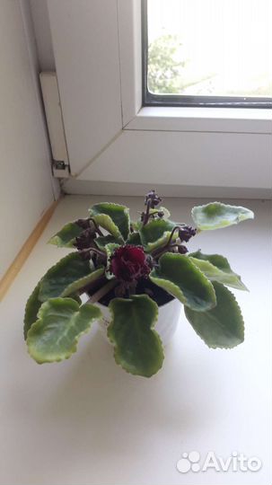 Фиалка в горшках