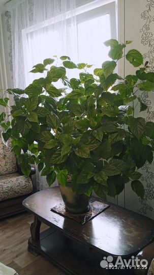 Гибискус махровый красный