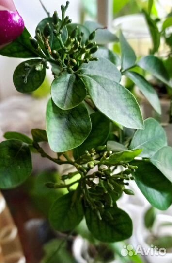 Цветок японских императоров